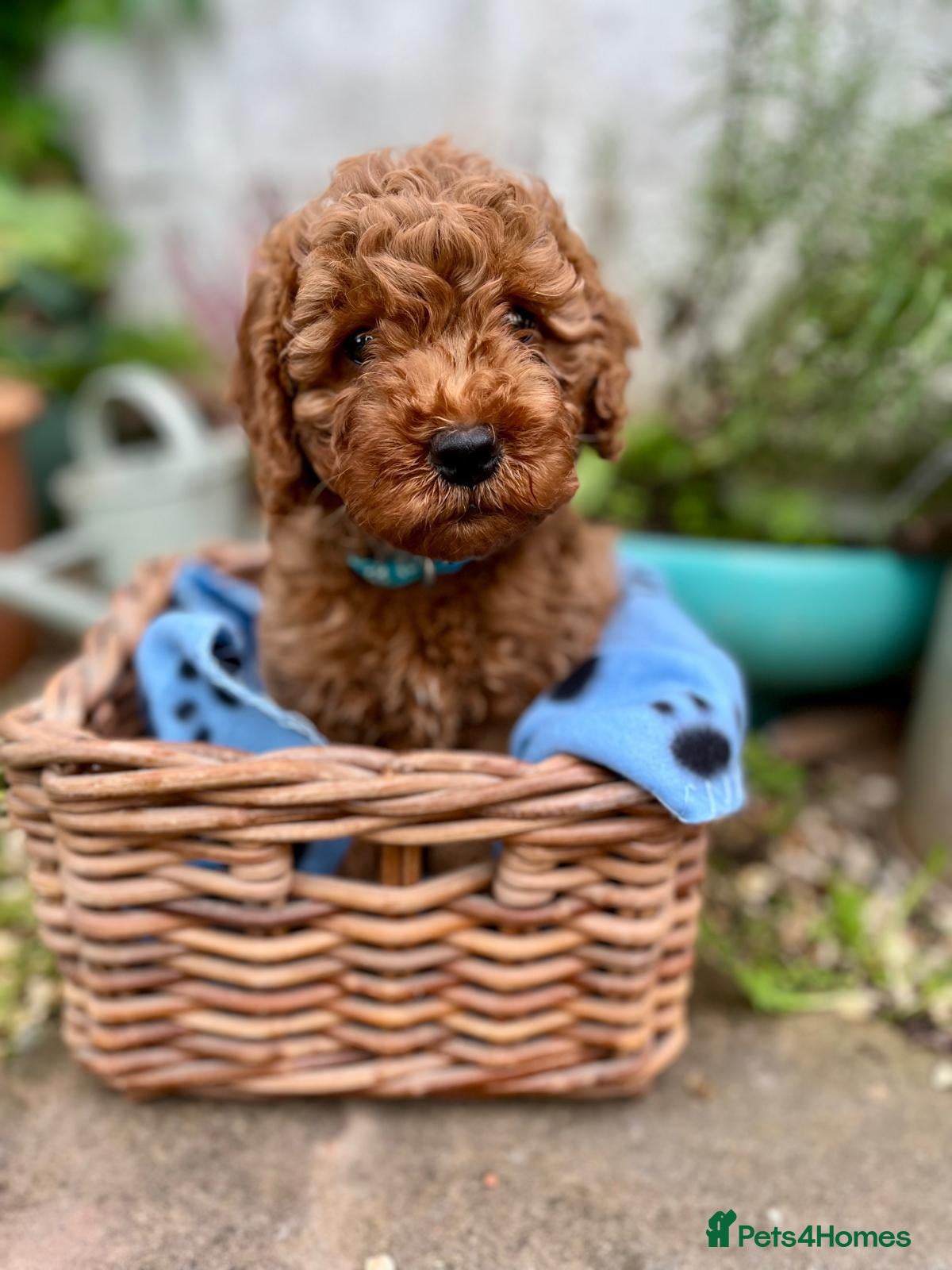 Cockapoo dogs Gorgeous F1B Cockapoo puppies (1 boy pup left) - Advert 4