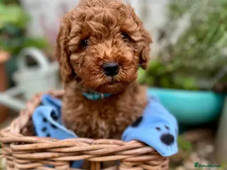 Cockapoo dogs Gorgeous F1B Cockapoo puppies (1 boy pup left) - Advert 4