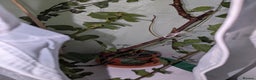 Stick Insects invertebrates for sale: Sunny stick insects - Advert 5