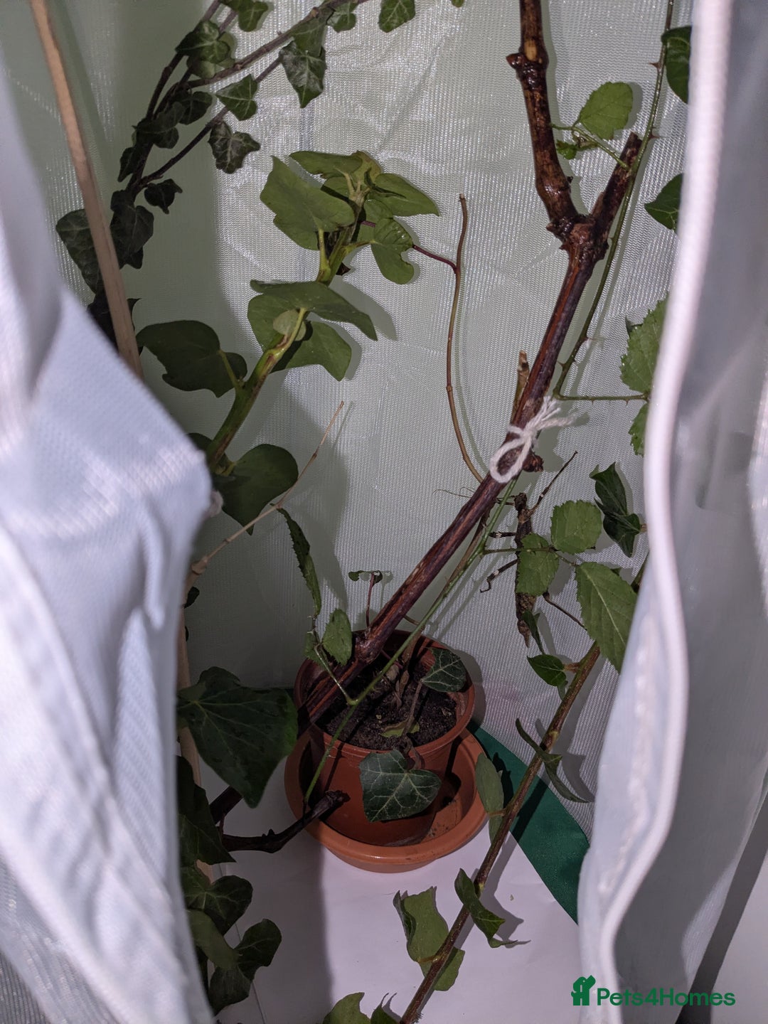 Stick Insects invertebrates for sale: Sunny stick insects - Advert 5