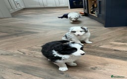 Border Collie dogs for sale: Stunning Border Collie Pups  - Image 4