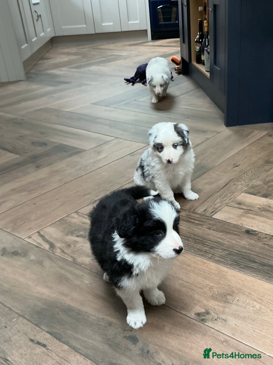 Border Collie dogs for sale: Stunning Border Collie Pups  - Image 4