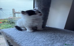 Ragdoll cats for sale: Ragdoll cross Two Female adorable kittens  - Image 8
