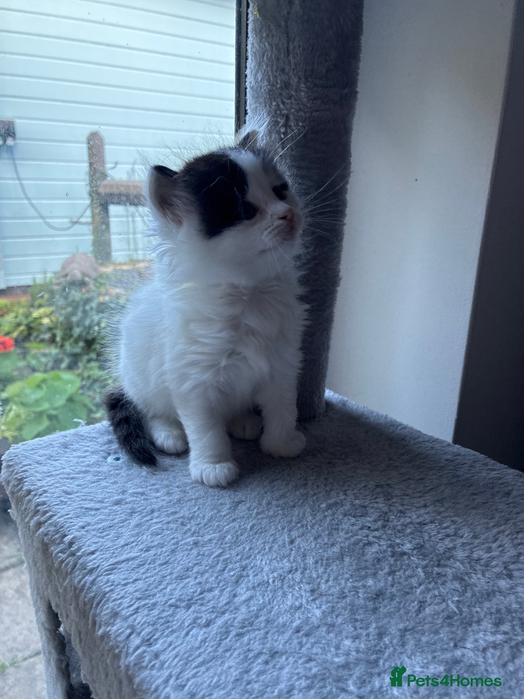Ragdoll cats for sale: Ragdoll cross Two Female adorable kittens  - Image 8