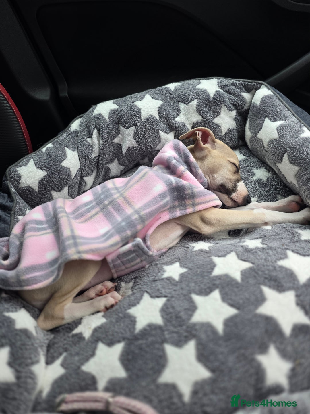 Whippet dogs for sale: Stunning kc reg whippet puppy  - Advert 6