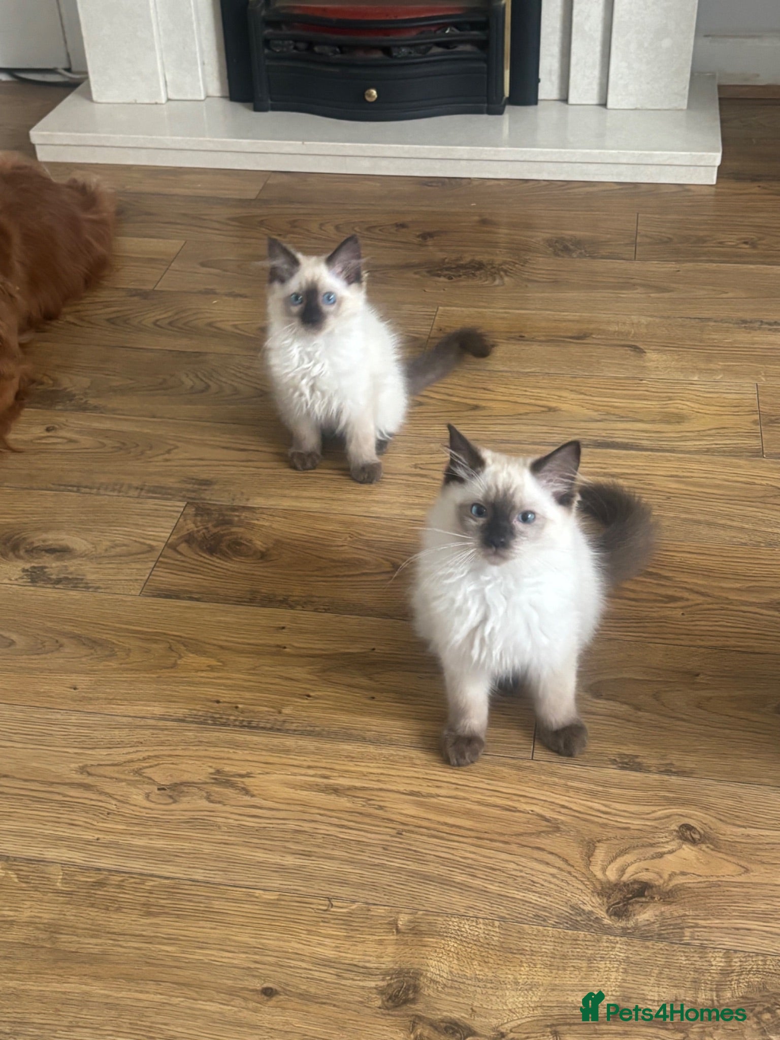 Ragdoll cats Purebred Ragdoll Boys/Offers Welcome - Advert 2