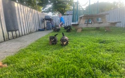 Airedale Terrier dogs for sale: Airedale Terrier Puppy 9 - Quality Airedale terrier pups - Image 17
