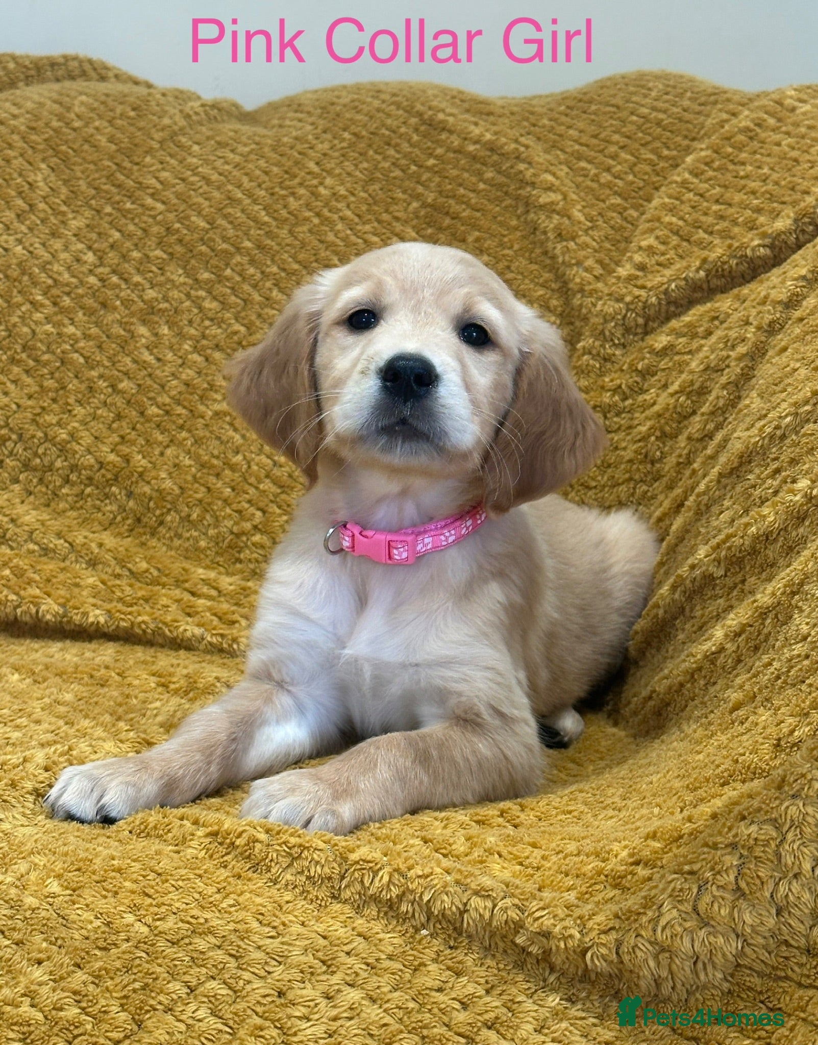 Golden Retriever dogs Quality litter of KC reg Golden Retriever puppies - Advert 2