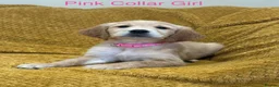 Golden Retriever dogs for sale: Quality litter of KC reg Golden Retriever puppies - Advert 2