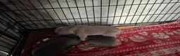 Cane Corso dogs for sale: Amazing ICCF Cane Corso Puppies - Advert 14