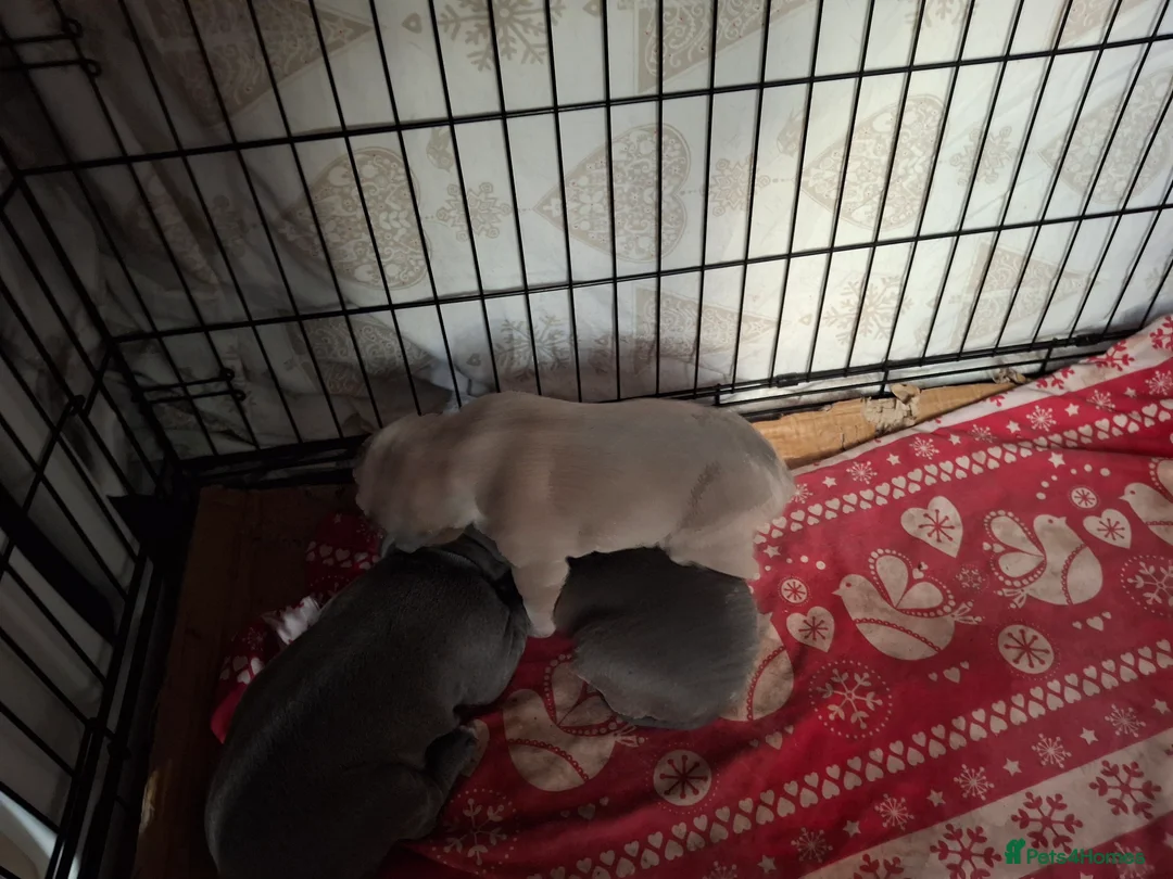 Cane Corso dogs for sale: Amazing ICCF Cane Corso Puppies - Advert 14