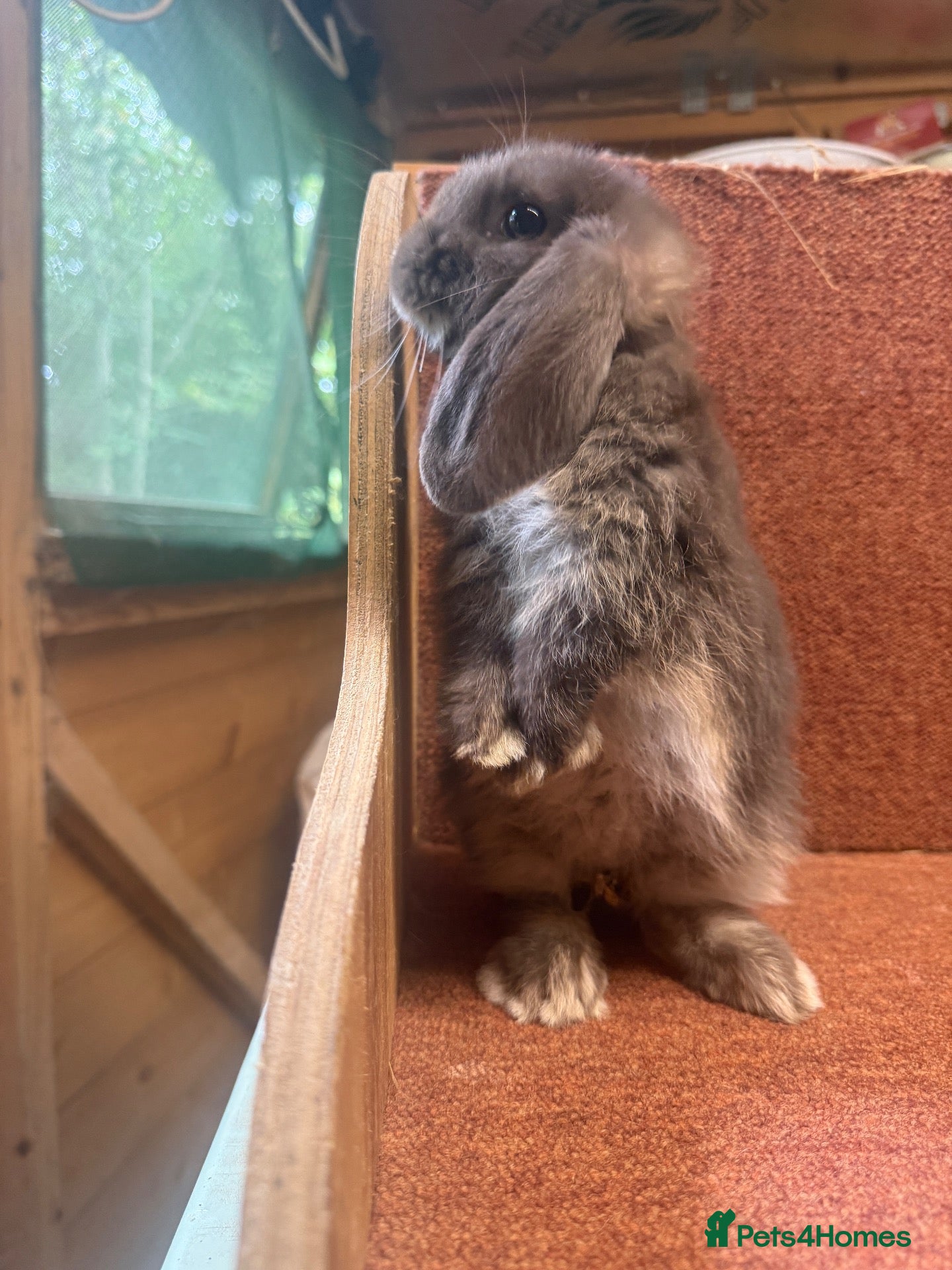 Mini Lop rabbits 🖤🤎 Pure bred Otter Mini lops 🤎🖤 - Advert 1