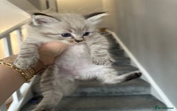 Ragdoll cats for sale: Ragdoll kittens - Image 2
