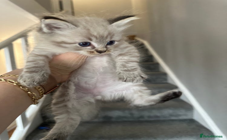 Ragdoll cats - Advert 16