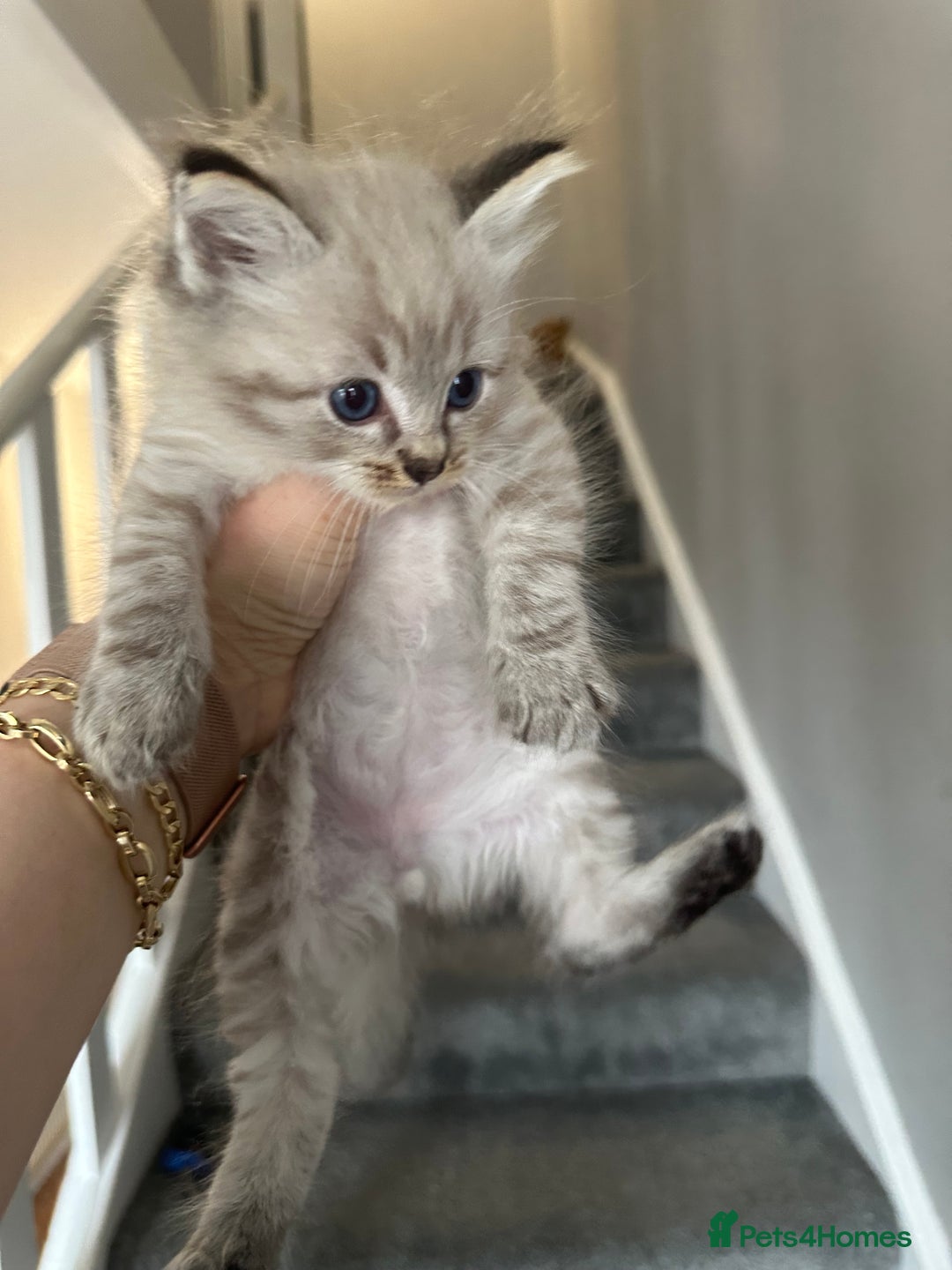 Ragdoll cats for sale: Ragdoll kittens - Image 2