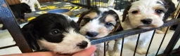 Cockapoo dogs for sale: Amazing Roan and Tri Colored F1 Cockapoos - Advert 4