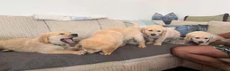 Golden Retriever dogs for sale: Beautiful Golden Retriever puppy in High Peak - Advert 6