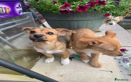 Mixed Breed dogs for sale: Terrier mix male puppy for sale - Image 1