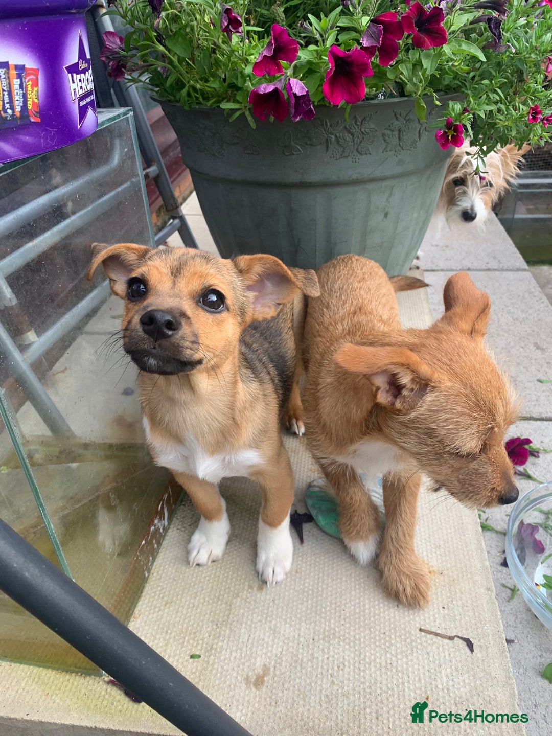Mixed Breed dogs for sale: Terrier mix male puppy for sale - Image 1