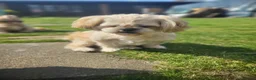 Shih Tzu dogs for sale: 3yr old shih tzu for rehoming  - Advert 1