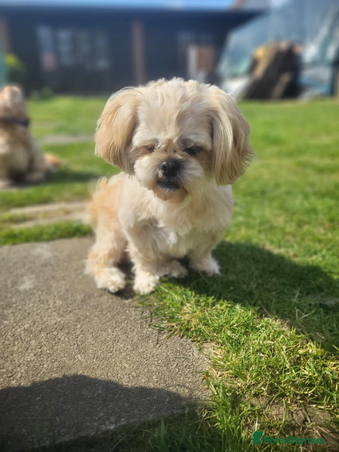 Shih Tzu dogs for sale: 3yr old shih tzu for rehoming  - Advert 1