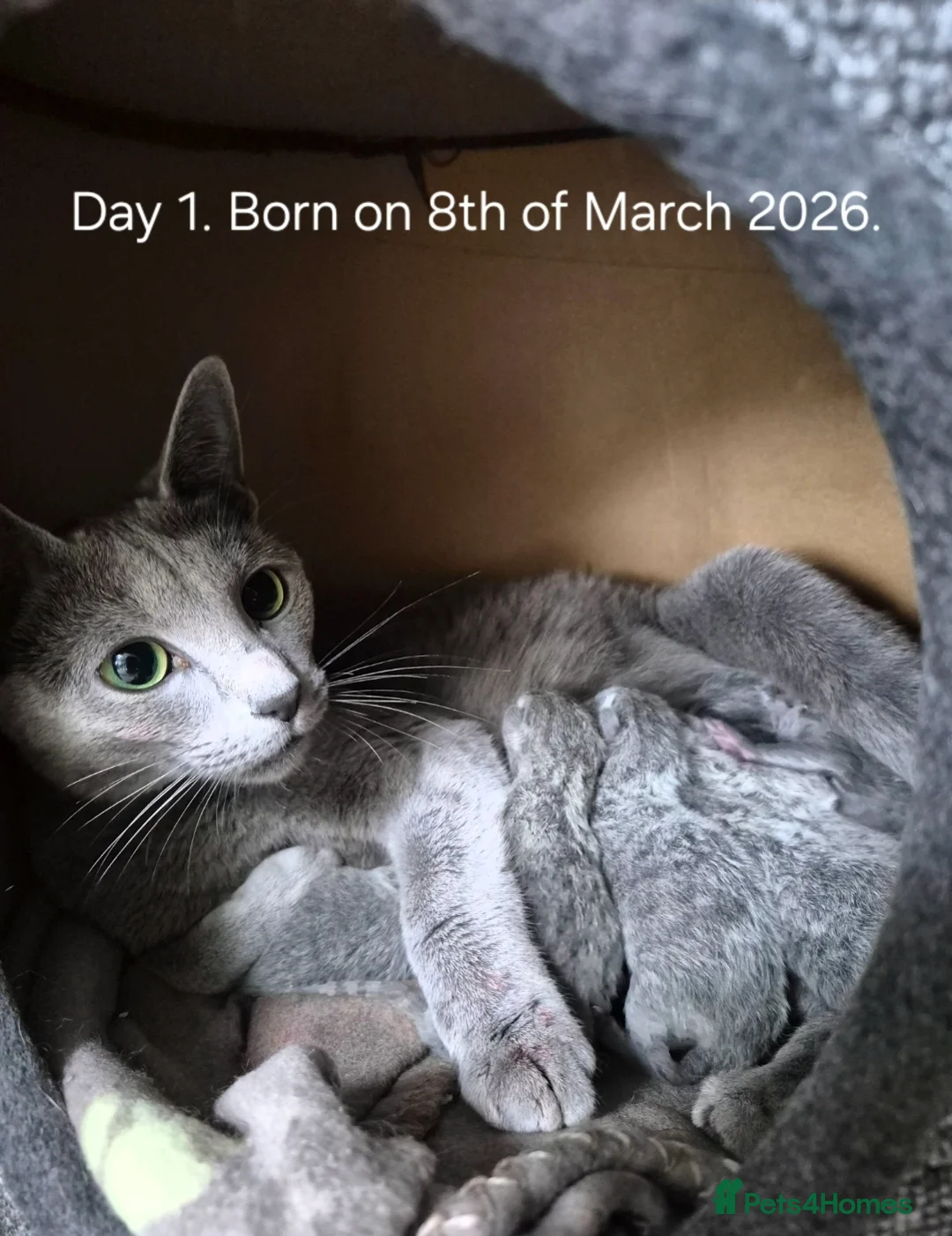 Russian Blue cats for sale: 5 girls and 2 boys Russian Blue - Advert 2