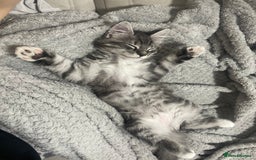 Maine Coon cats for sale: 3/4 Maine Coon Girl - Image 4