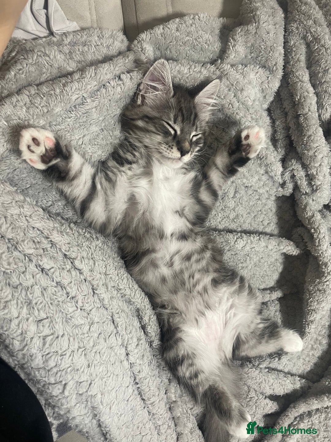 Maine Coon cats for sale: 3/4 Maine Coon Girl - Image 4