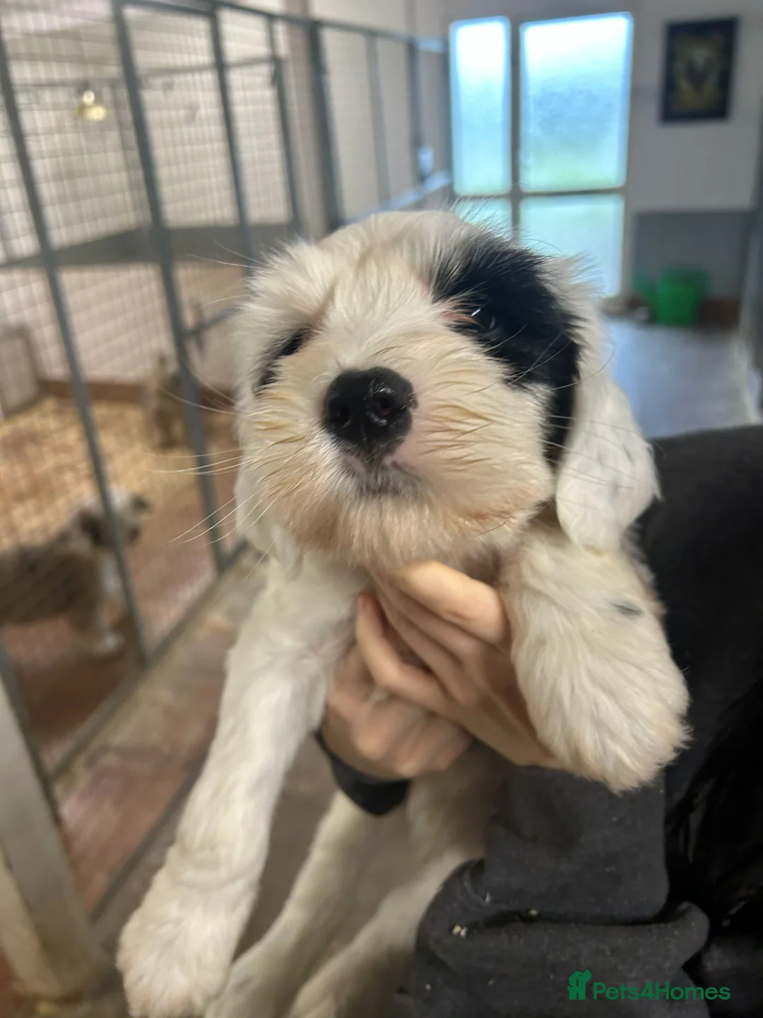 Tibetan Terrier dogs for sale: Araki Tibetan Terriers Puppies Available - Advert 4