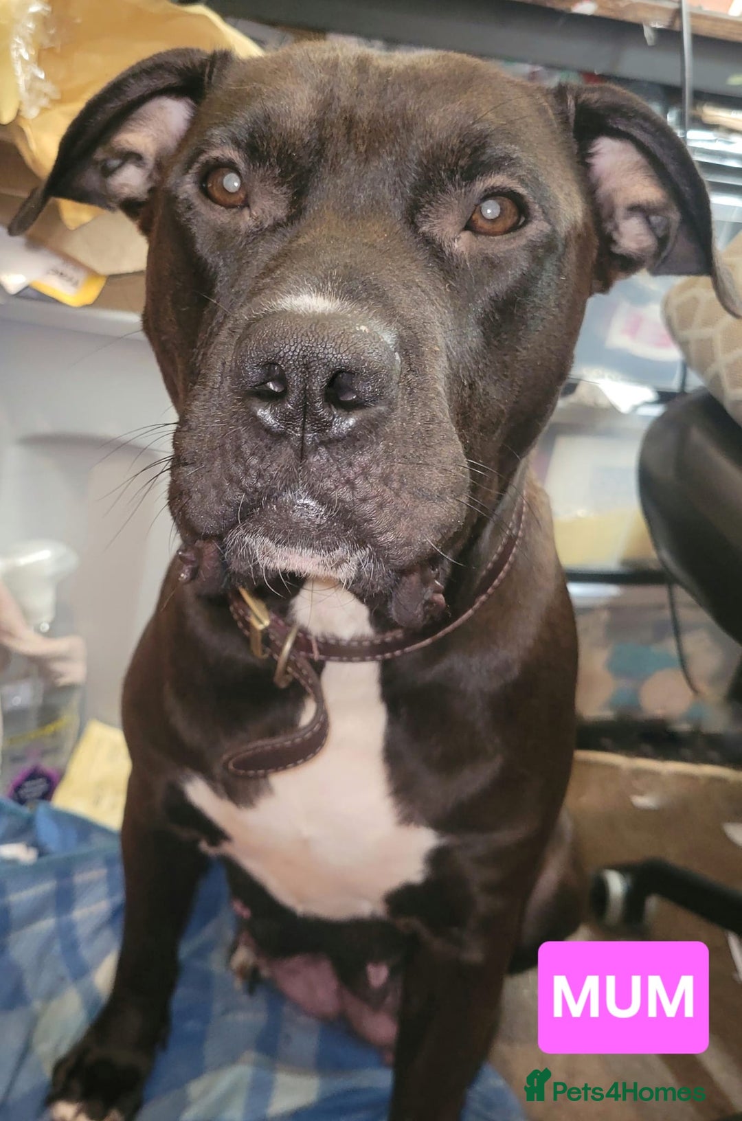 Presa Canario dogs for sale:  Presa Canario Puppies – Ready 20 Nov - Advert 8