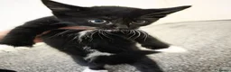 Mixed Breed cats for sale: Adorable Kittens Looking for Their Forever Homes  - Advert 11