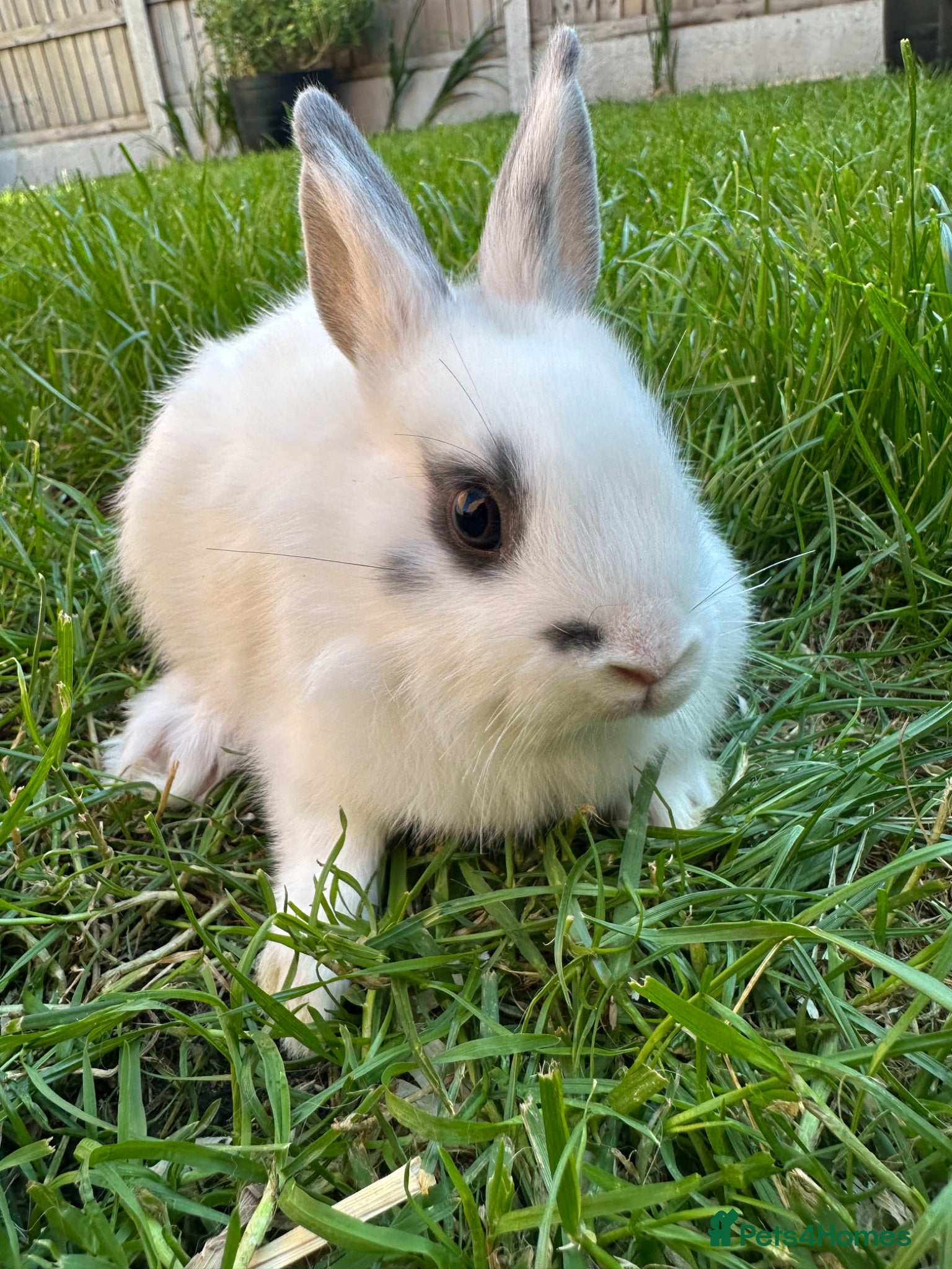 Netherland Dwarf rabbits Netherland Dwarf Rabbits For Sale  - Advert 1