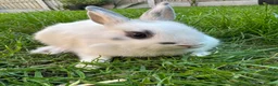 Netherland Dwarf rabbits for sale: Netherland Dwarf Rabbits For Sale  - Advert 1