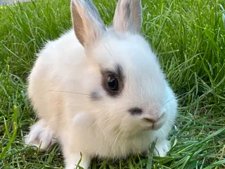 Netherland Dwarf rabbits for sale: Netherland Dwarf Rabbits For Sale - Advert 2