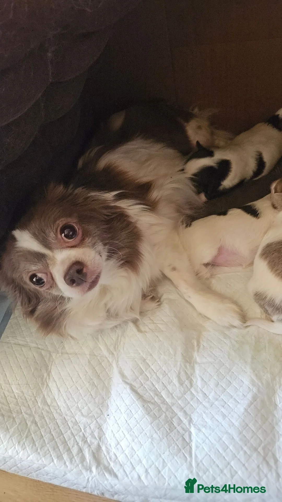 Chihuahua dogs for sale: Full pedigree long coat chihuahua lilac/chocolate - Advert 2