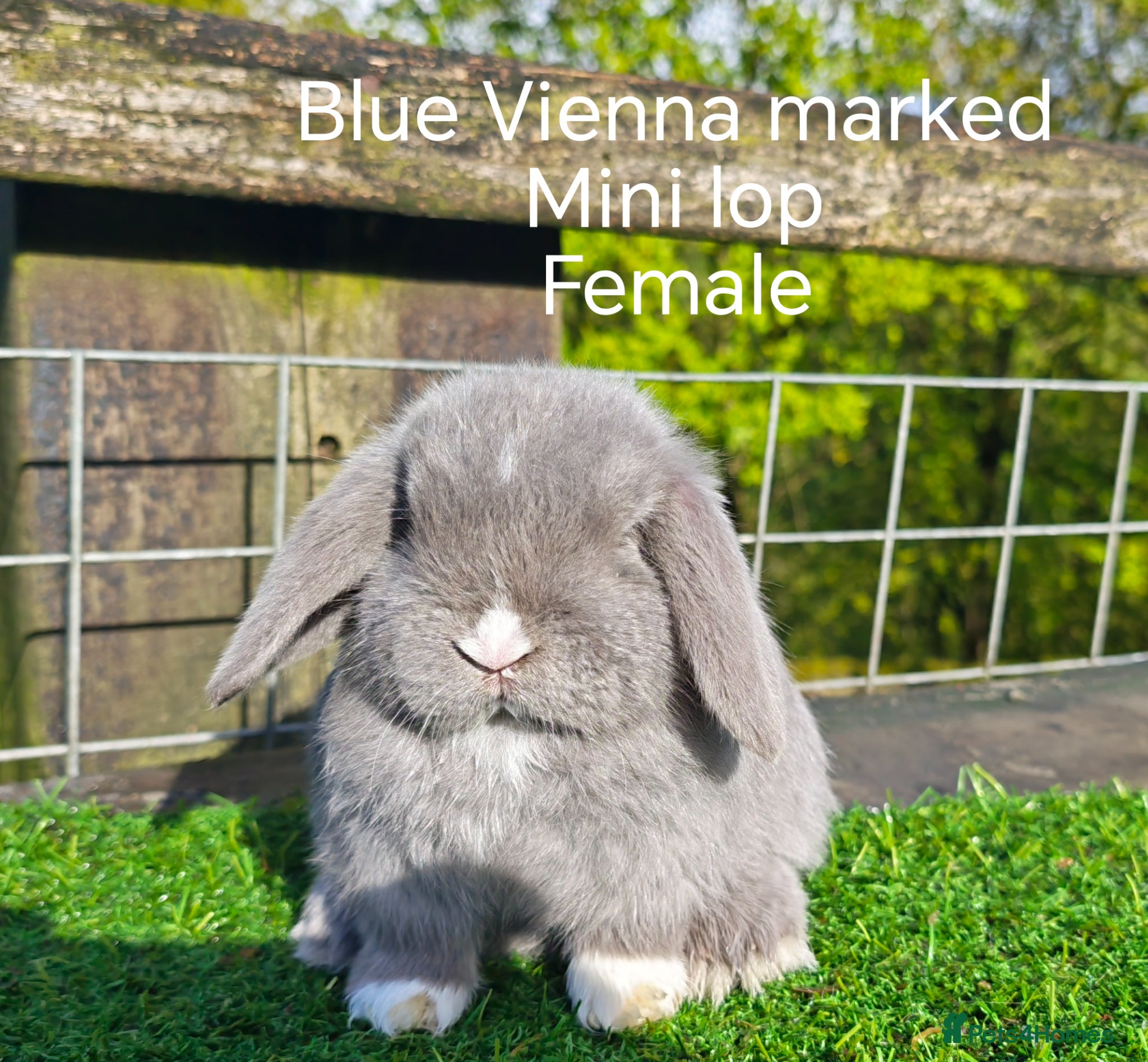 Mini Lop rabbits Various Mini Lop Babies  - Advert 10