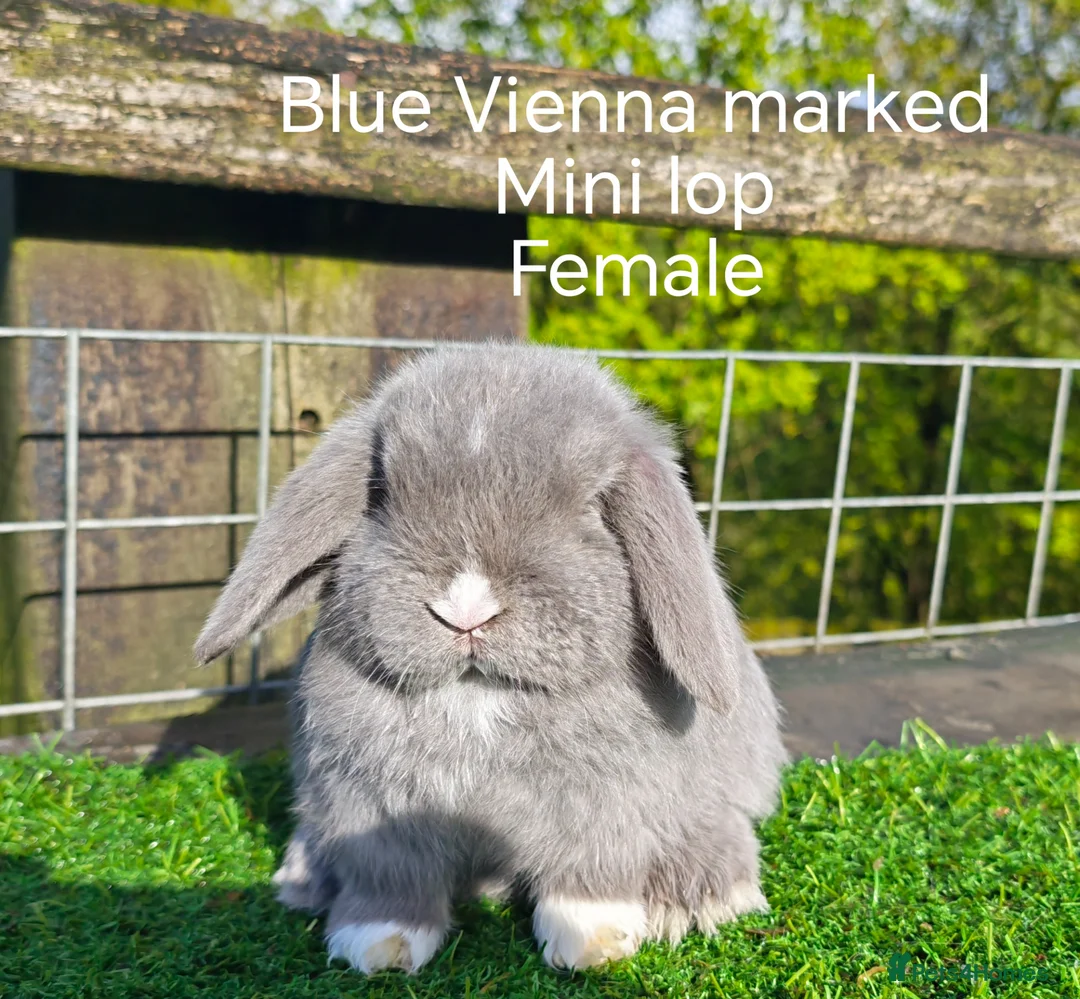 Mini Lop rabbits for sale: Various Mini Lop Babies  - Advert 1