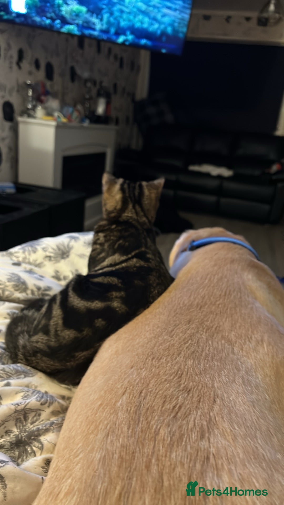 Bengal cats for sale: Bengal male looking for a loving home  - Advert 7