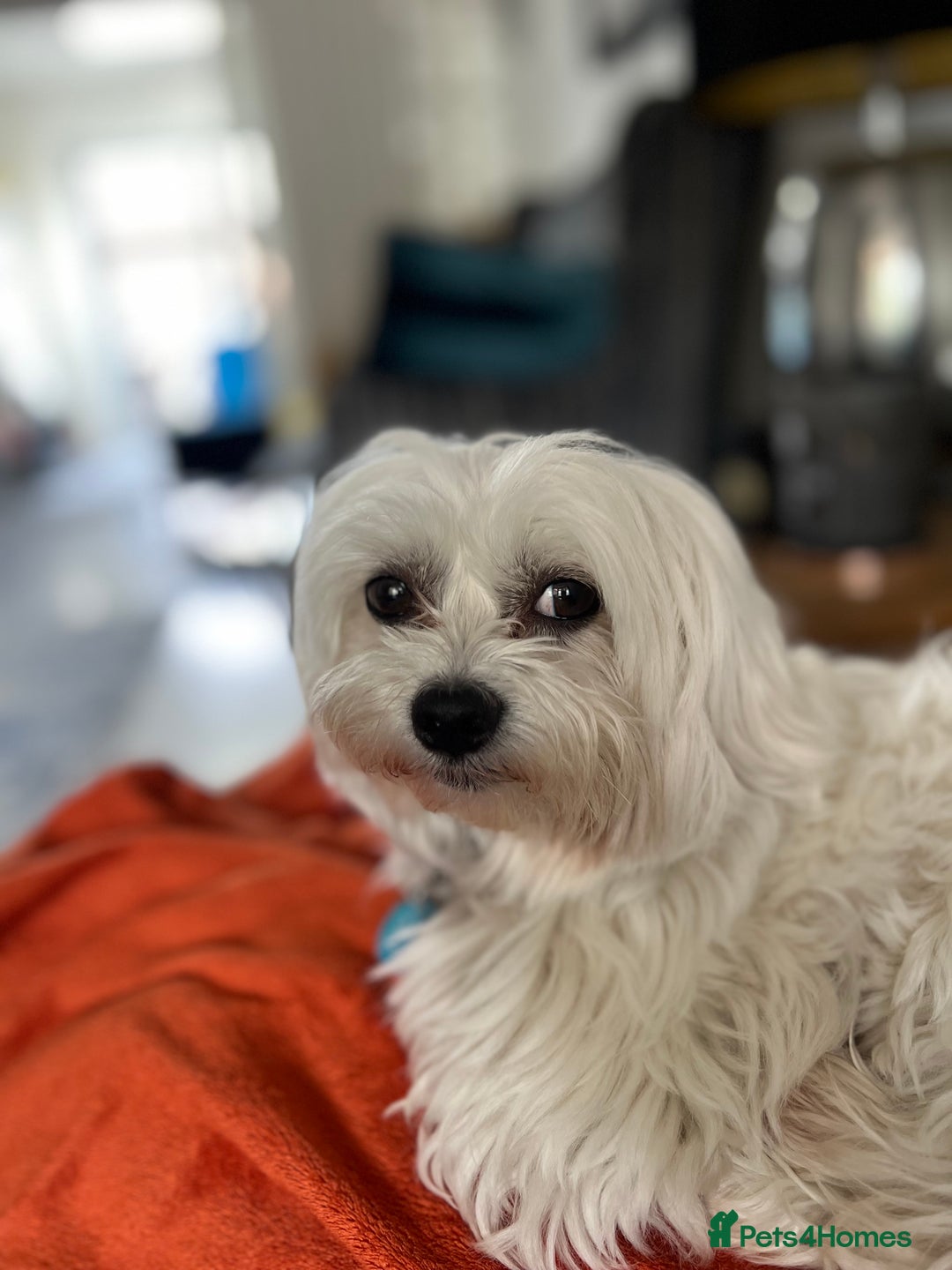 Maltese dogs for stud: Proven Full bred Maltese for stud (borehamwood) in Borehamwood - Advert 2