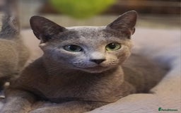 Russian Blue cats for sale: GCCF ACTIVE RUSSIAN QUEEN - Advert 4