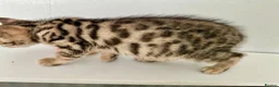 Bengal cats for sale: 1 gorgeous bengal boy kitten for sale  in London - Advert 13
