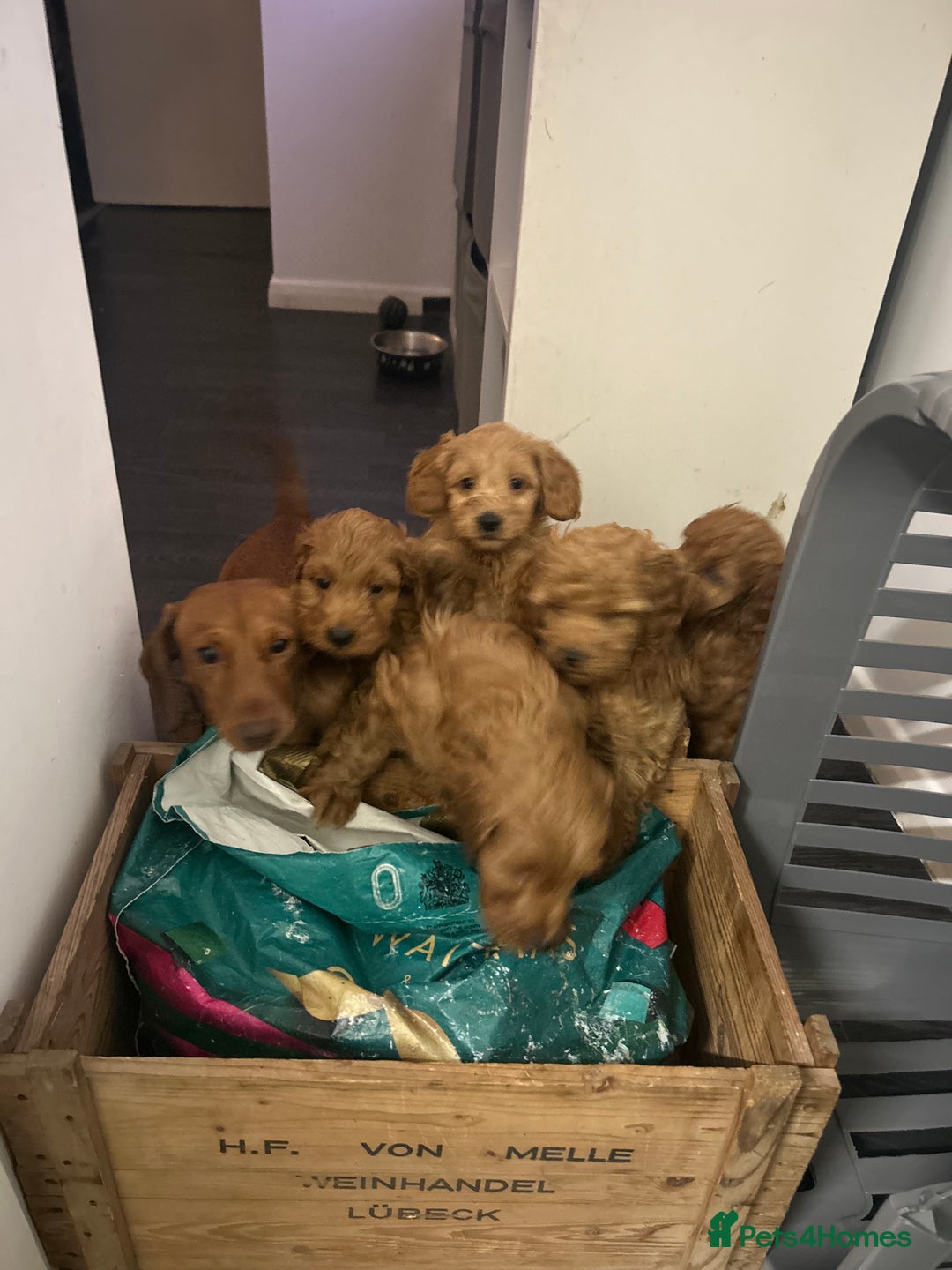 Cavapoo dogs for sale: Cavapoo puppies for sale - Image 5