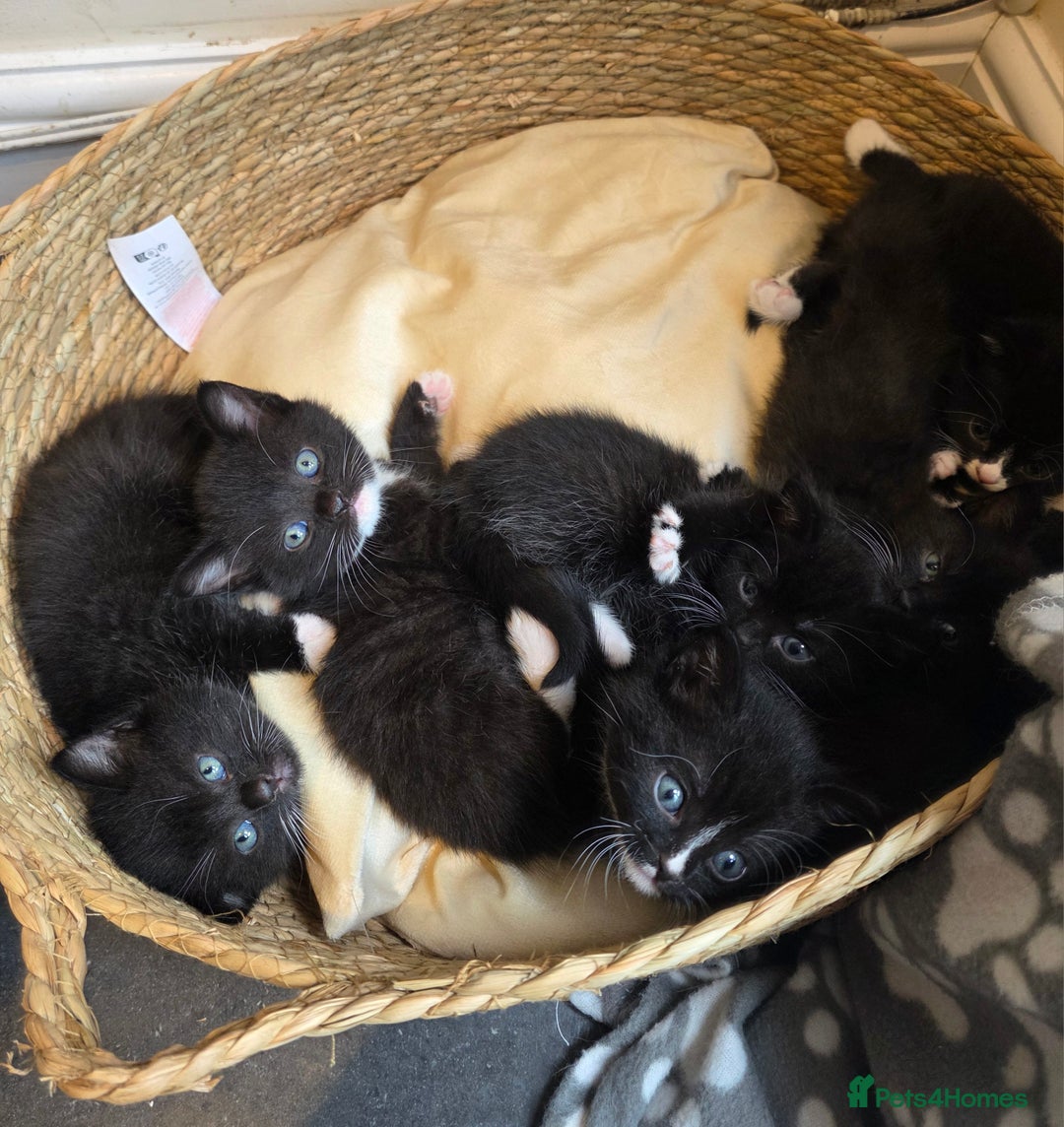 British Shorthair cats for sale: Lovely kittens  - Image 23