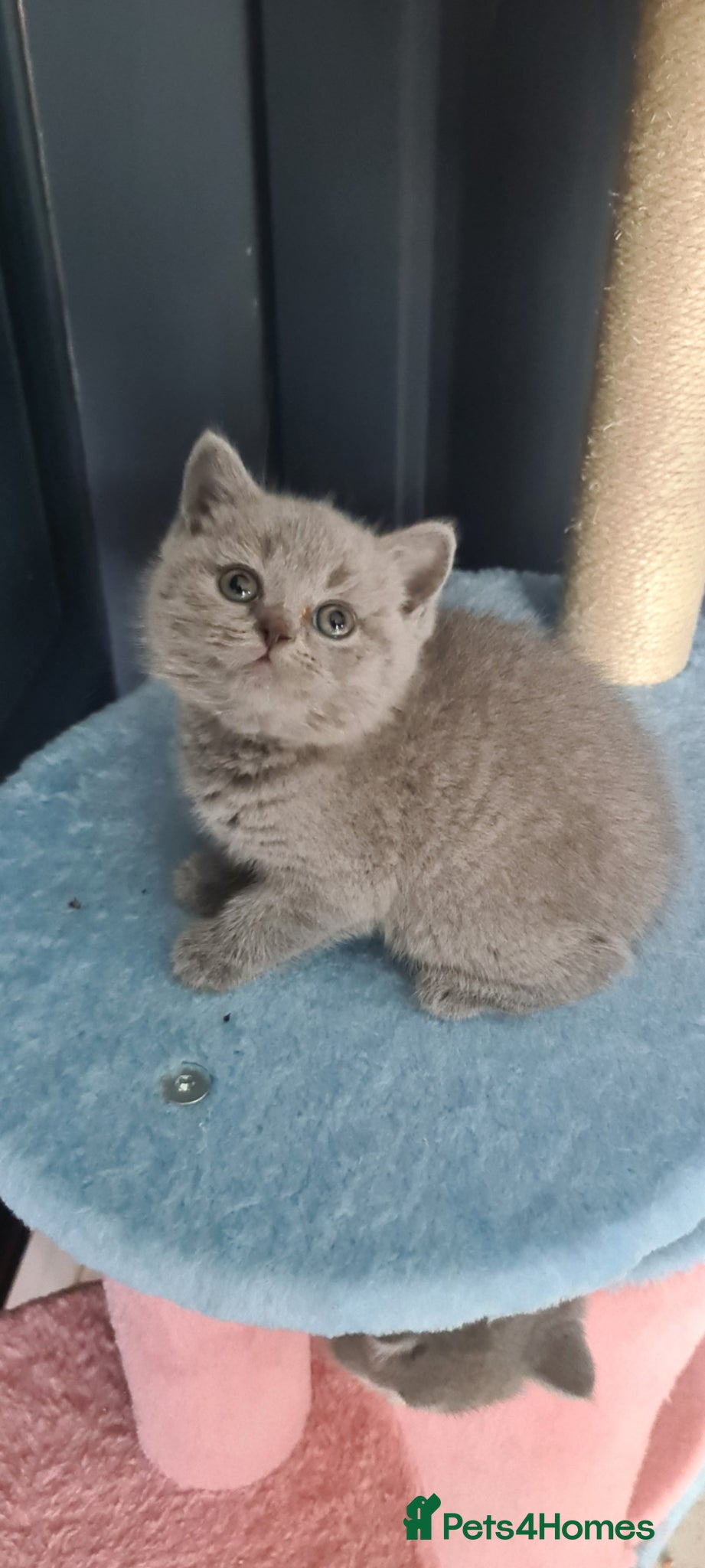 British Shorthair cats British Shorthair kittens  - Advert 1