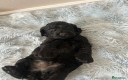 Cockapoo dogs for sale: 🖤BEAUTIFUL COCKAPOO FOR SALE🖤 - Advert 10