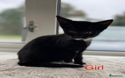Mixed Breed cats for sale: Kittens looking for a forever family  - Image 4