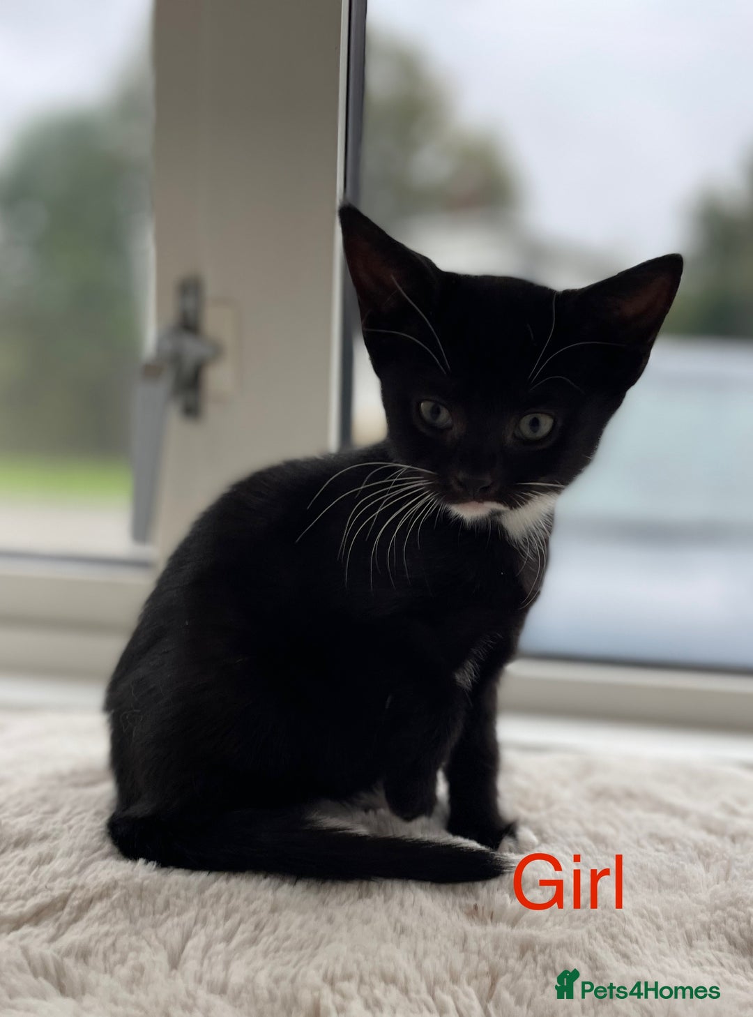 Mixed Breed cats for sale: Kittens looking for a forever family  - Image 4