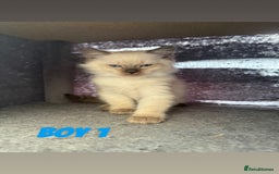 Ragdoll cats for sale: *STUNNING* litter of ragdolls  - Image 15