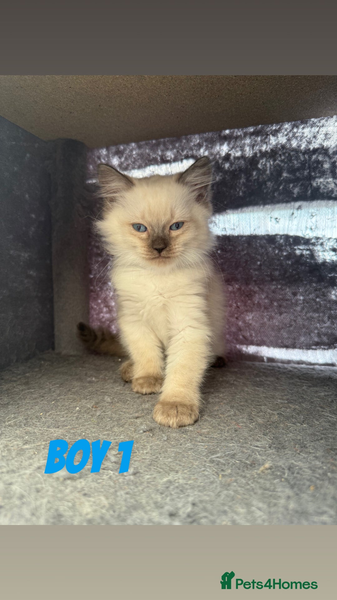 Ragdoll cats for sale: *STUNNING* litter of ragdolls  - Image 15