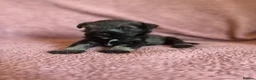 Miniature Schnauzer dogs for sale: Miniature schnauzer puppies  - Advert 5